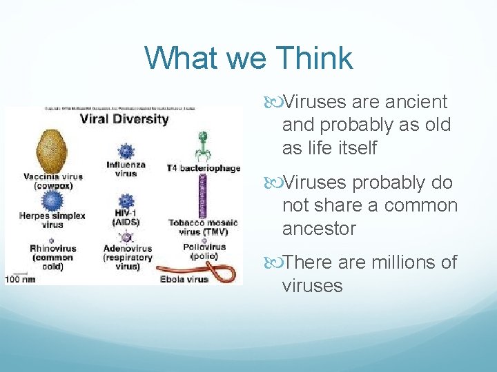 What we Think Viruses are ancient and probably as old as life itself Viruses