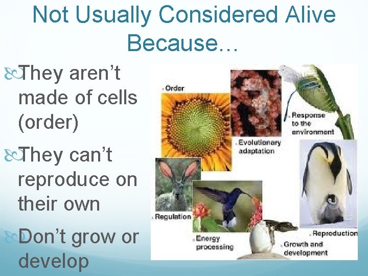 Not Usually Considered Alive Because… They aren’t made of cells (order) They can’t reproduce