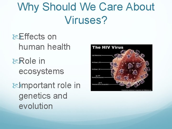 Why Should We Care About Viruses? Effects on human health Role in ecosystems Important