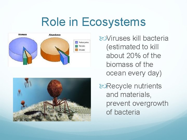 Role in Ecosystems Viruses kill bacteria (estimated to kill about 20% of the biomass