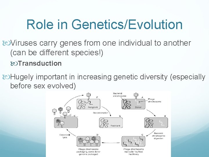 Role in Genetics/Evolution Viruses carry genes from one individual to another (can be different