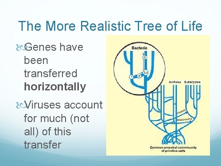 The More Realistic Tree of Life Genes have been transferred horizontally Viruses account for