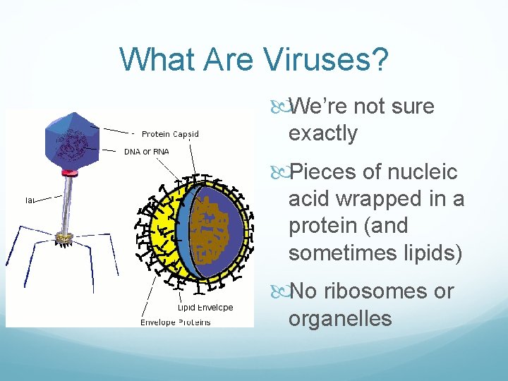 What Are Viruses? We’re not sure exactly Pieces of nucleic acid wrapped in a