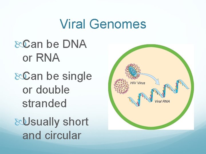 Viral Genomes Can be DNA or RNA Can be single or double stranded Usually