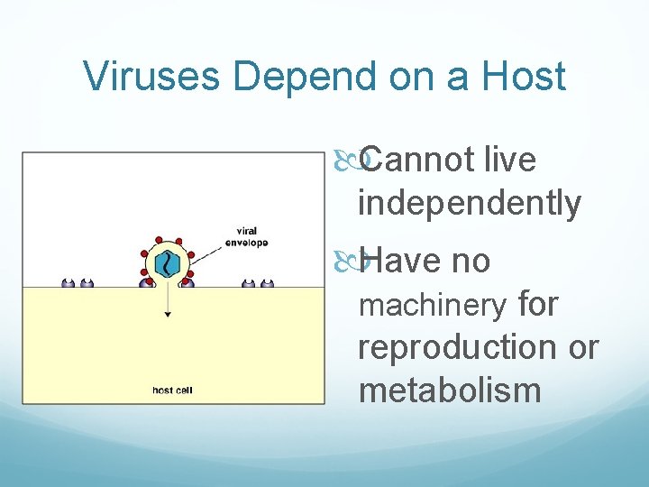 Viruses Depend on a Host Cannot live independently Have no machinery for reproduction or