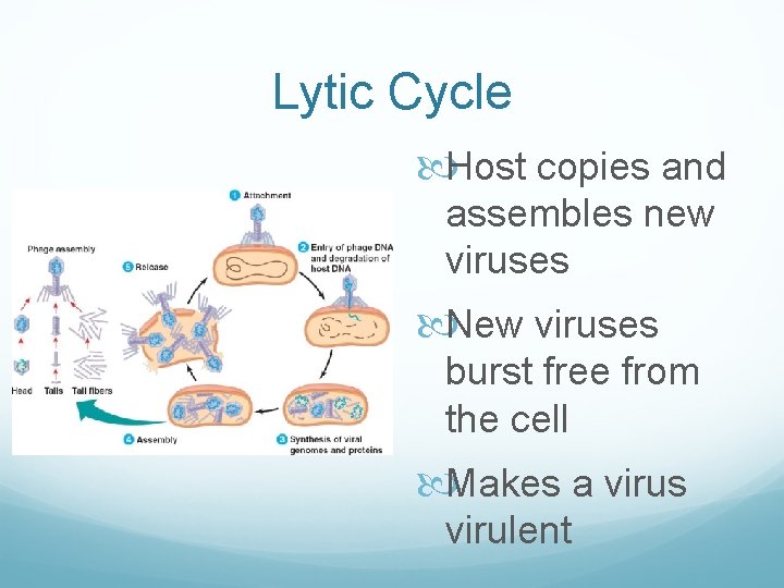 Lytic Cycle Host copies and assembles new viruses New viruses burst free from the