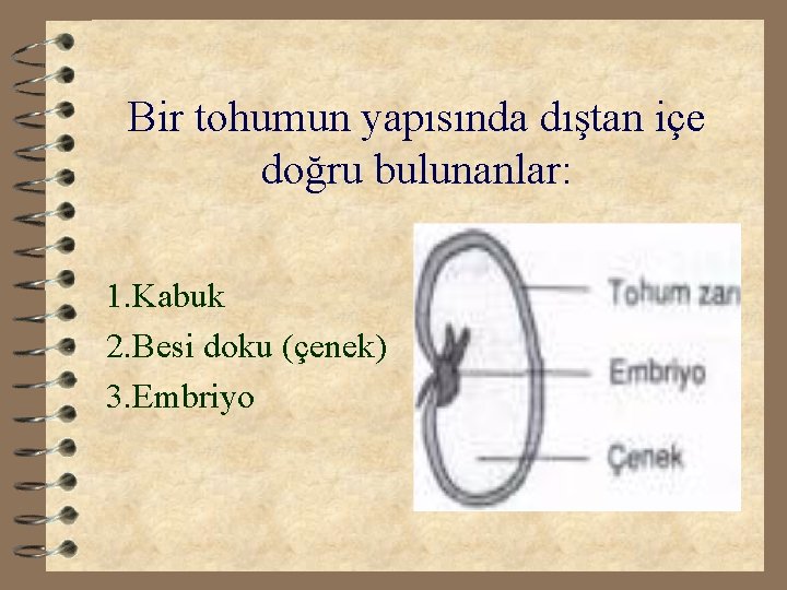 Bir tohumun yapısında dıştan içe doğru bulunanlar: 1. Kabuk 2. Besi doku (çenek) 3.