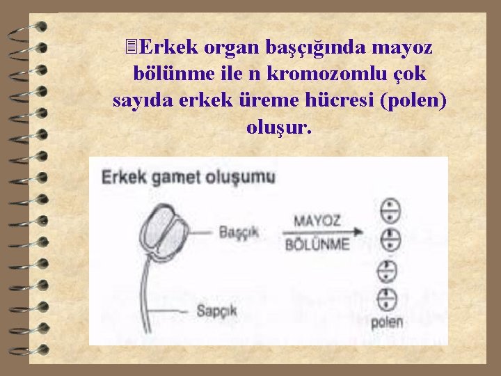 3 Erkek organ başçığında mayoz bölünme ile n kromozomlu çok sayıda erkek üreme hücresi