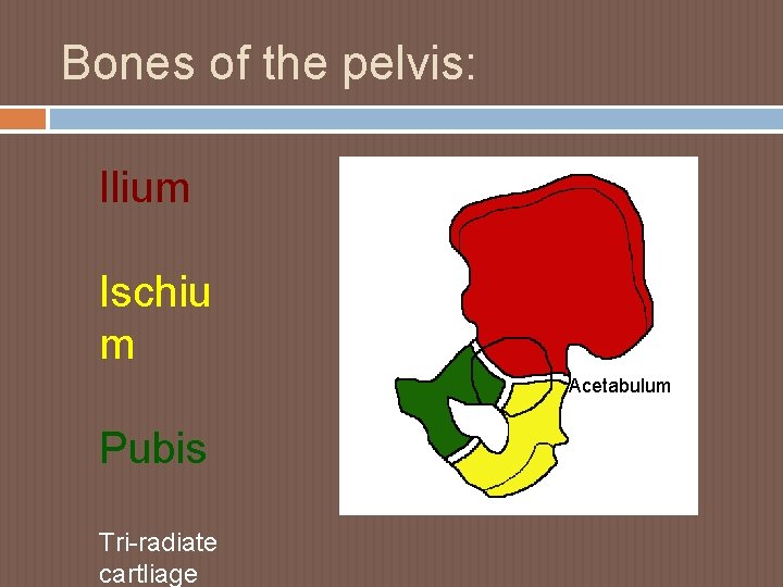 Bones of the pelvis: Ilium Ischiu m Acetabulum Pubis Tri-radiate cartliage 