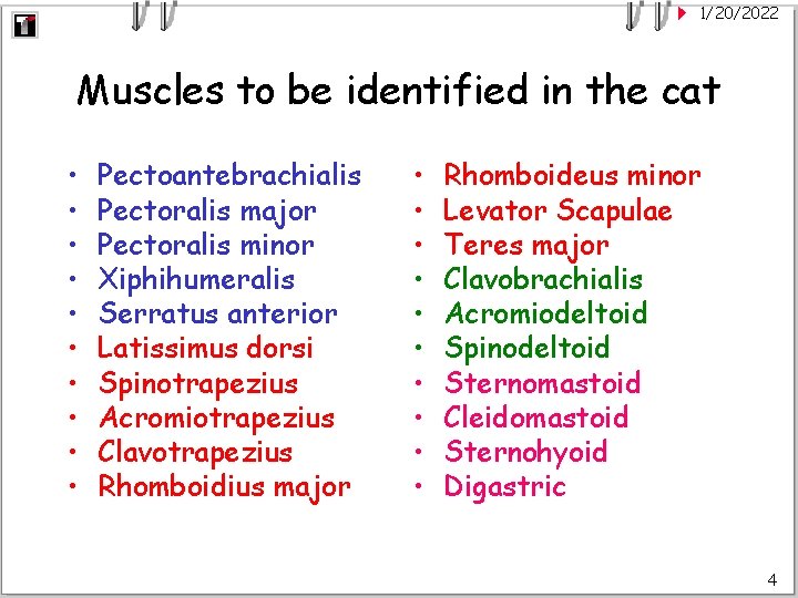 1/20/2022 Muscles to be identified in the cat • • • Pectoantebrachialis Pectoralis major