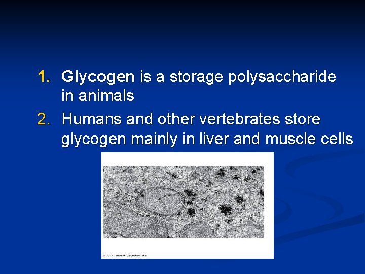 1. Glycogen is a storage polysaccharide in animals 2. Humans and other vertebrates store