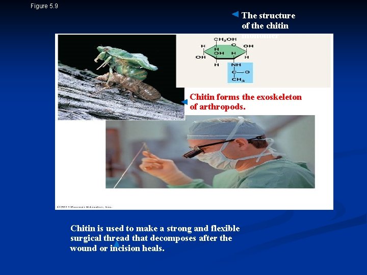 Figure 5. 9 The structure of the chitin monomer Chitin forms the exoskeleton of