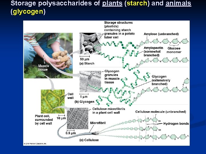 Storage polysaccharides of plants (starch) and animals (glycogen) 