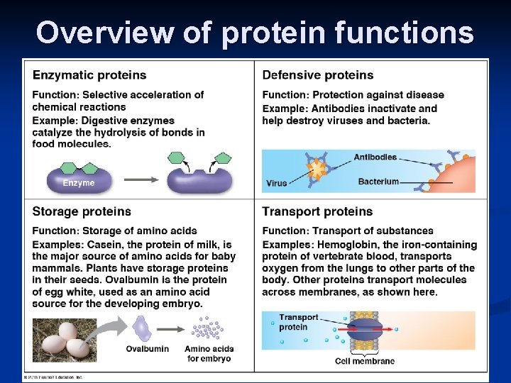 Overview of protein functions 