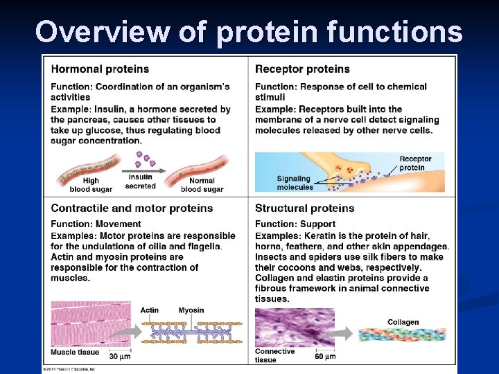 Overview of protein functions 