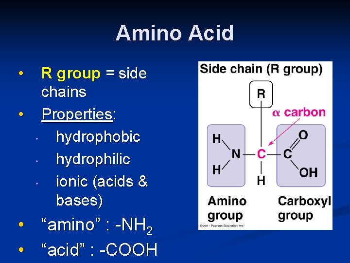 Amino Acid • R group = side chains • Properties: • hydrophobic • hydrophilic