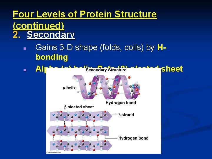 Four Levels of Protein Structure (continued) 2. Secondary n n Gains 3 -D shape