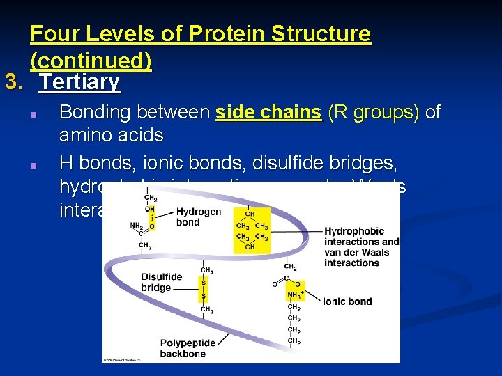 Four Levels of Protein Structure (continued) 3. Tertiary n n Bonding between side chains