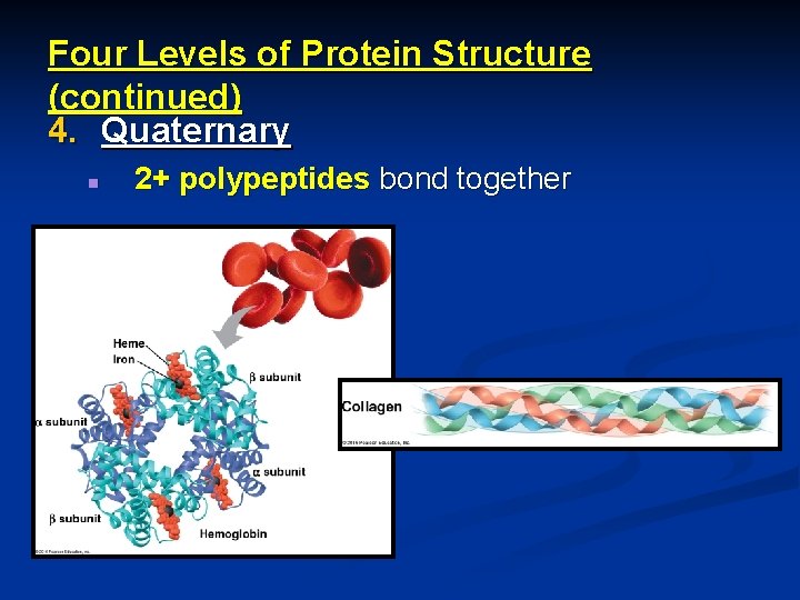 Four Levels of Protein Structure (continued) 4. Quaternary n 2+ polypeptides bond together 