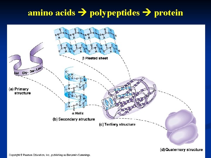 amino acids polypeptides protein Bonding (ionic & H) can create asymmetrical attractions 