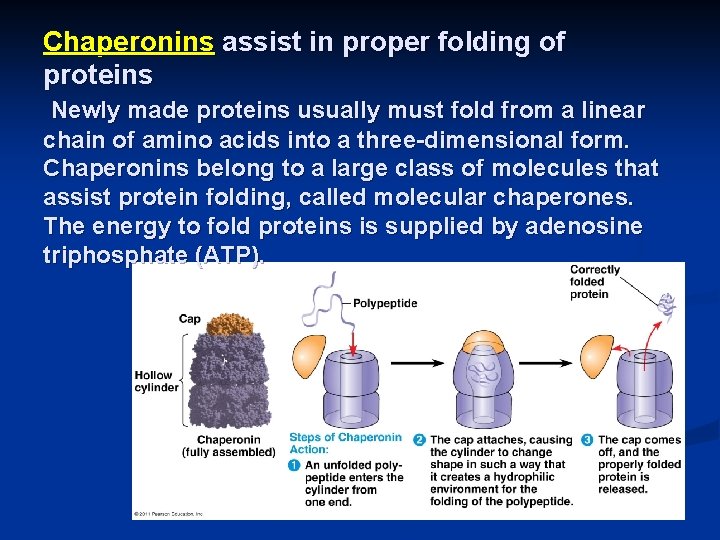 Chaperonins assist in proper folding of proteins Newly made proteins usually must fold from