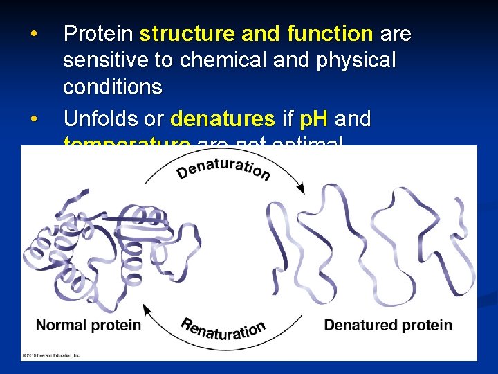  • • Protein structure and function are sensitive to chemical and physical conditions