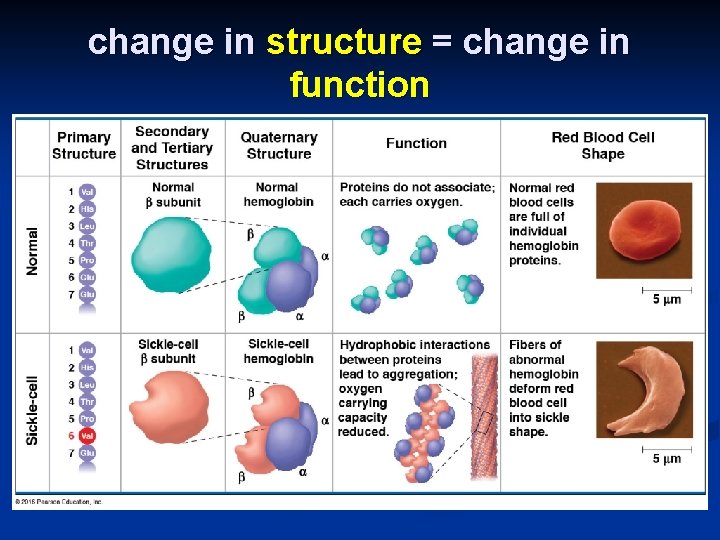 change in structure = change in function 