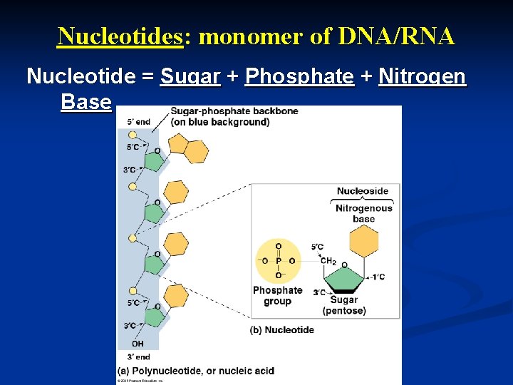 Nucleotides: monomer of DNA/RNA Nucleotide = Sugar + Phosphate + Nitrogen Base 