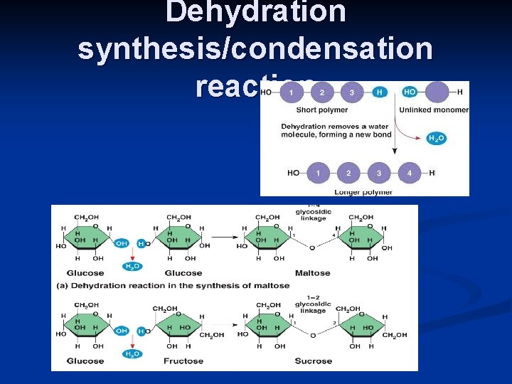 Dehydration synthesis/condensation reaction 