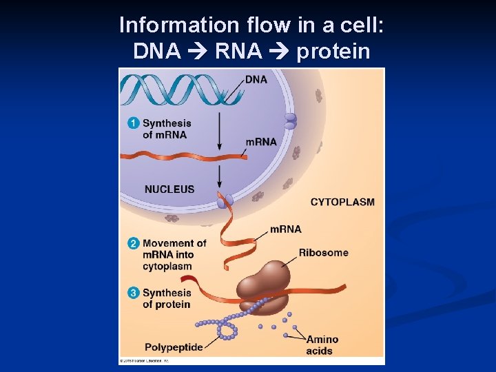 Information flow in a cell: DNA RNA protein 