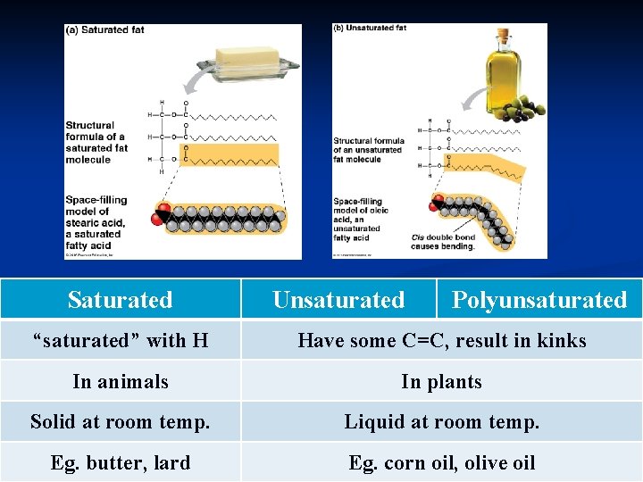 Saturated Unsaturated Polyunsaturated “saturated” with H Have some C=C, result in kinks In animals