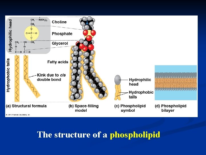 The structure of a phospholipid 