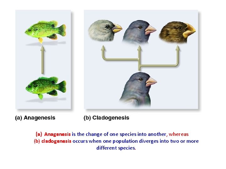 (a) Anagenesis is the change of one species into another, whereas (b) cladogenesis occurs