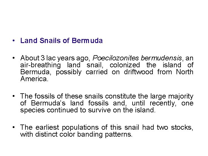  • Land Snails of Bermuda • About 3 lac years ago, Poecilozonites bermudensis,