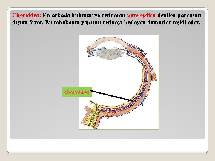 Choroidea: En arkada bulunur ve retinanın pars optica denilen parçasını dıştan örter. Bu tabakanın