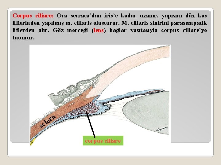 Corpus ciliare: Ora serrata’dan iris’e kadar uzanır, yapısını düz kas liflerinden yapılmış m. ciliaris