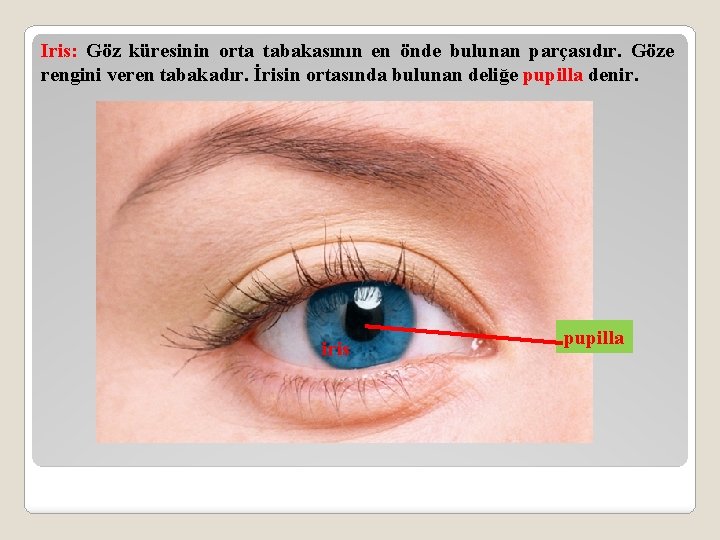 Iris: Göz küresinin orta tabakasının en önde bulunan parçasıdır. Göze rengini veren tabakadır. İrisin