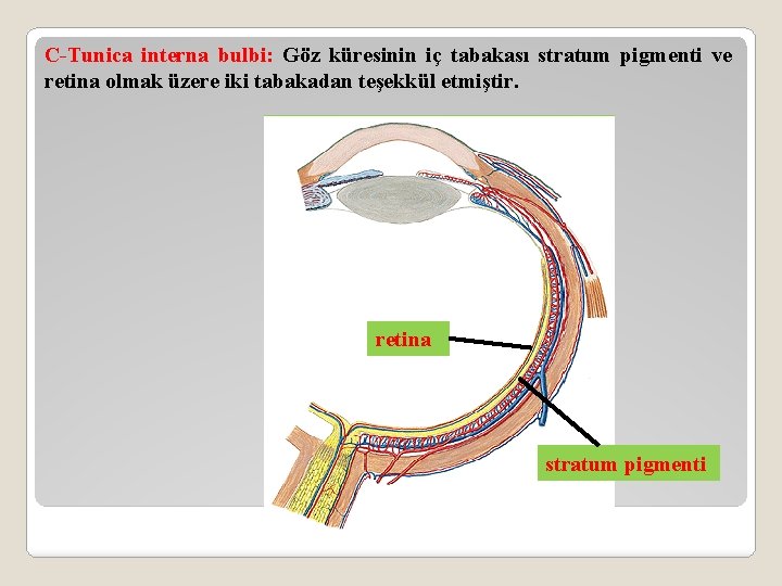 C-Tunica interna bulbi: Göz küresinin iç tabakası stratum pigmenti ve retina olmak üzere iki