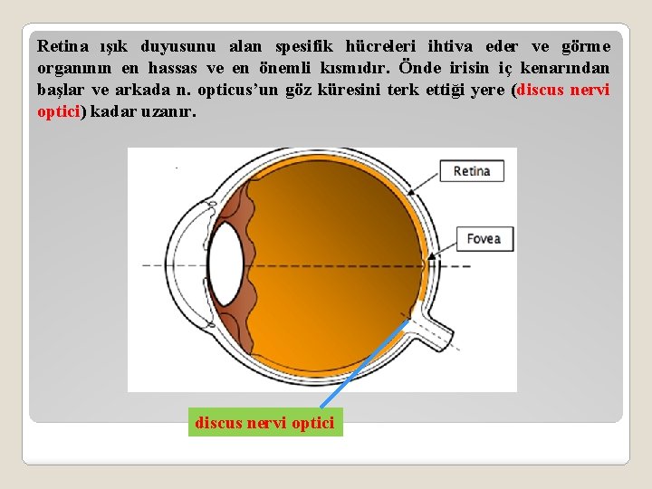 Retina ışık duyusunu alan spesifik hücreleri ihtiva eder ve görme organının en hassas ve