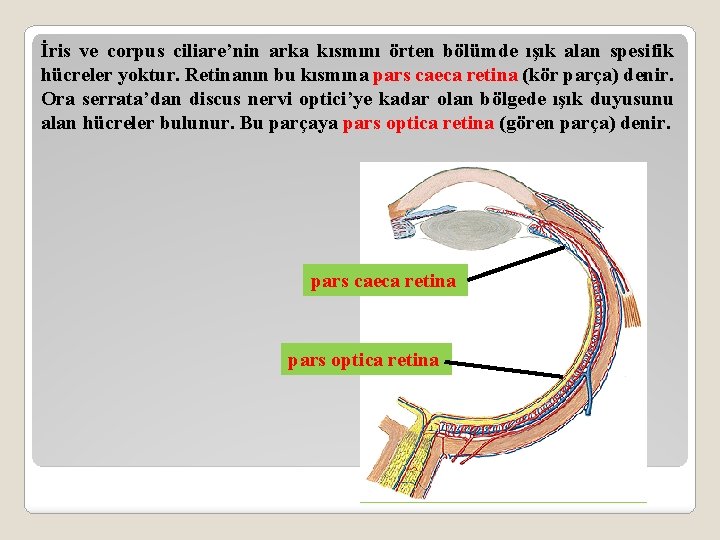 İris ve corpus ciliare’nin arka kısmını örten bölümde ışık alan spesifik hücreler yoktur. Retinanın