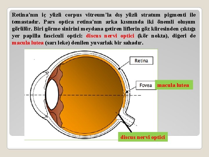 Retina’nın iç yüzü corpus vitreum’la dış yüzü stratum pigmenti ile temastadır. Pars optica retina’nın