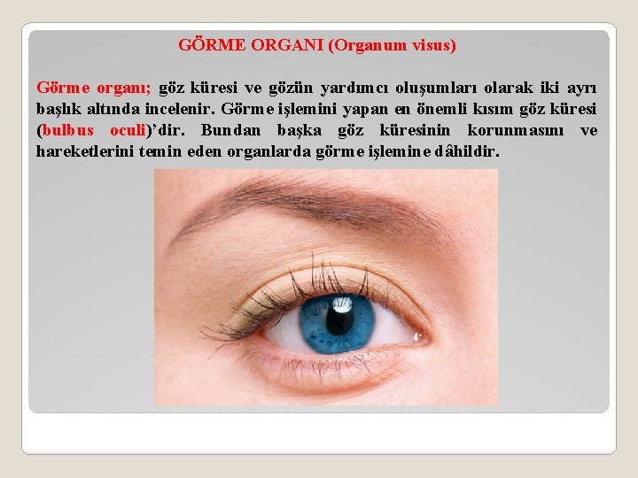 GÖRME ORGANI (Organum visus) Görme organı; göz küresi ve gözün yardımcı oluşumları olarak iki