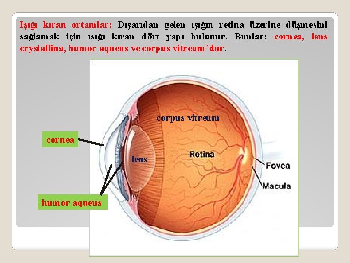 Işığı kıran ortamlar: Dışarıdan gelen ışığın retina üzerine düşmesini sağlamak için ışığı kıran dört