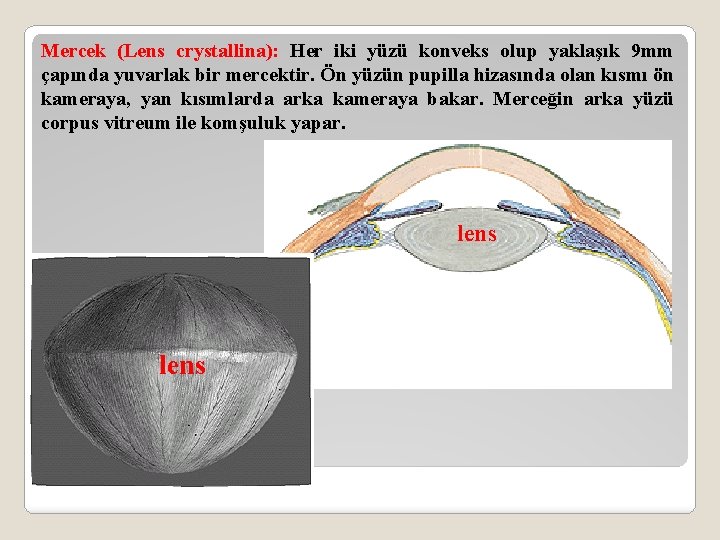 Mercek (Lens crystallina): Her iki yüzü konveks olup yaklaşık 9 mm çapında yuvarlak bir