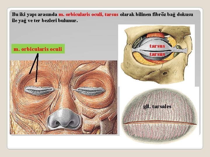 Bu iki yapı arasında m. orbicularis oculi, tarsus olarak bilinen fibröz bağ dokusu ile