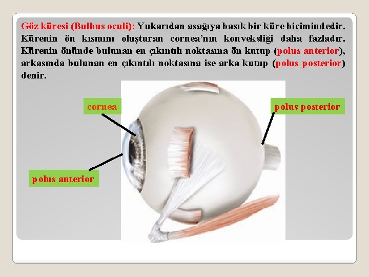 Göz küresi (Bulbus oculi): Yukarıdan aşağıya basık bir küre biçimindedir. Kürenin ön kısmını oluşturan