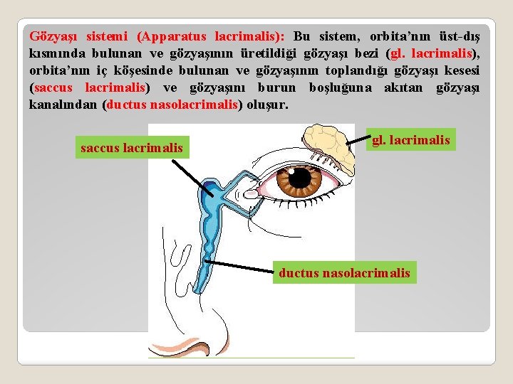 Gözyaşı sistemi (Apparatus lacrimalis): Bu sistem, orbita’nın üst-dış kısmında bulunan ve gözyaşının üretildiği gözyaşı