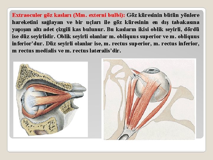 Extraoculer göz kasları (Mm. externi bulbi): Göz küresinin bütün yönlere hareketini sağlayan ve bir