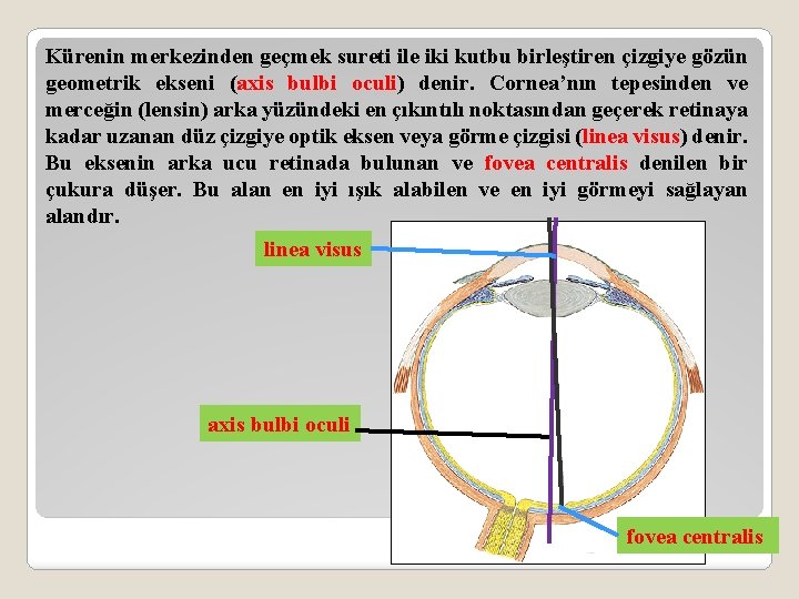 Kürenin merkezinden geçmek sureti ile iki kutbu birleştiren çizgiye gözün geometrik ekseni (axis bulbi