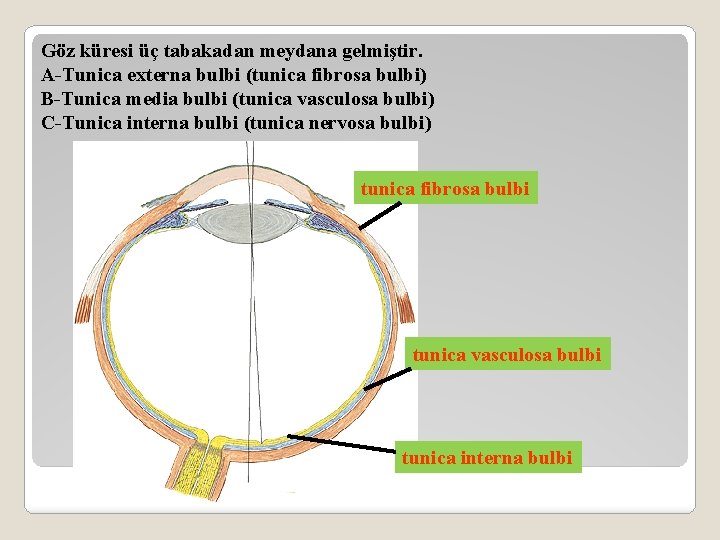 Göz küresi üç tabakadan meydana gelmiştir. A-Tunica externa bulbi (tunica fibrosa bulbi) B-Tunica media